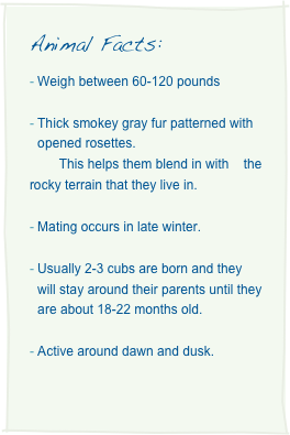 Animal Facts: 
Weigh between 60-120 pounds

Thick smokey gray fur patterned with opened rosettes. 
        This helps them blend in with    the rocky terrain that they live in.

Mating occurs in late winter.

Usually 2-3 cubs are born and they will stay around their parents until they are about 18-22 months old. 

Active around dawn and dusk. 


